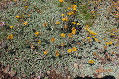 Helichrysum albirosulatum