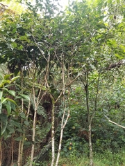 Prunus buxifolia