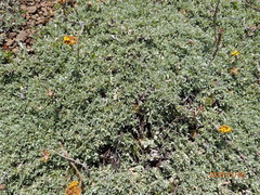 Helichrysum albirosulatum