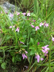 Houstonia montana
