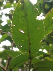 Prunus buxifolia