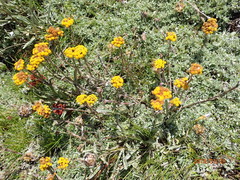 Helichrysum albirosulatum
