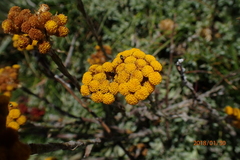 Helichrysum albirosulatum