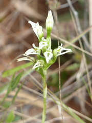 Veyretia aphylla
