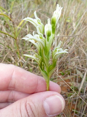 Veyretia aphylla