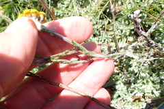 Helichrysum albirosulatum
