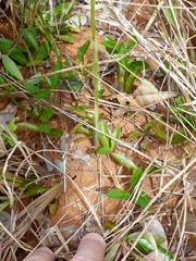 Veyretia aphylla
