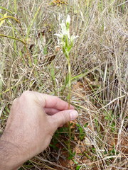 Veyretia aphylla