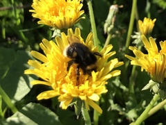 Bombus soroeensis