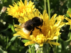 Bombus soroeensis