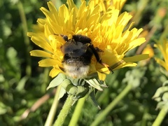 Bombus soroeensis