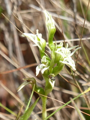 Veyretia aphylla