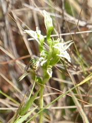 Veyretia aphylla
