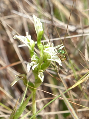 Veyretia aphylla