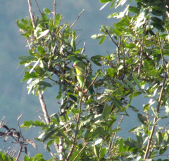 Brotogeris jugularis