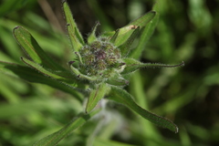 Erigeron acris brachycephalus