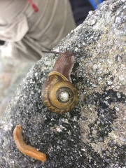 Appalachina chilhoweensis