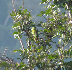 Brotogeris jugularis