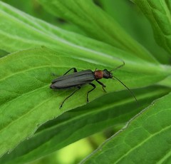 Oedemera croceicollis