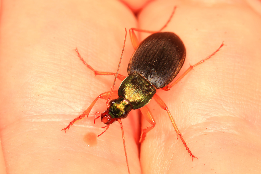 Chlaenius amoenus