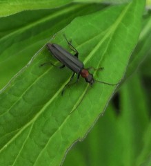 Oedemera croceicollis