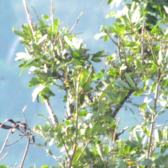 Brotogeris jugularis