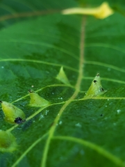 Phylloxera caryaefallax