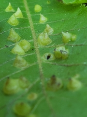 Phylloxera caryaefallax