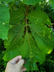 Phylloxera caryaefallax