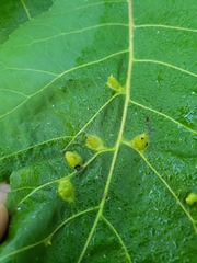 Phylloxera caryaefallax