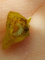 Phylloxera caryaefallax