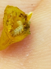 Phylloxera caryaefallax