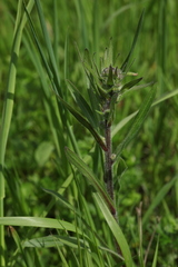 Erigeron acris brachycephalus