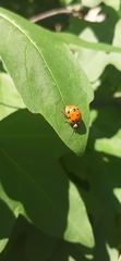 Harmonia axyridis