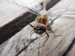 Cordulia shurtleffii