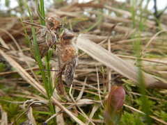 Cordulia shurtleffii