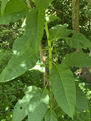 Nicotiana tabacum