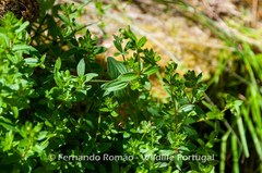 Galium broterianum