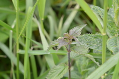 Chlorophanus viridis