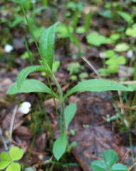 Cerastium pauciflorum