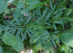 Silphiodaucus prutenicus