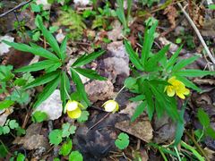 Anemonoides uralensis