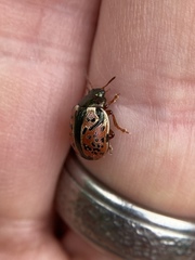 Calligrapha spiraeae