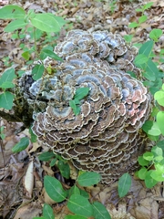 Trametes versicolor