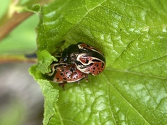 Calligrapha spiraeae