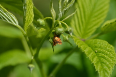 Pseudargyrotoza conwagana