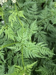 Chaerophyllum aureum