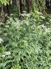 Chaerophyllum aureum