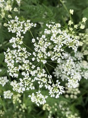 Chaerophyllum aureum