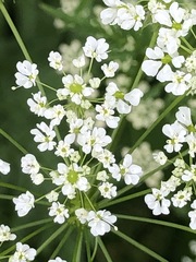 Chaerophyllum aureum